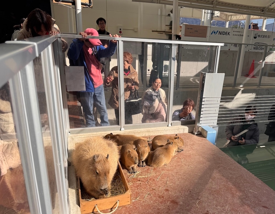 カピバラと対面