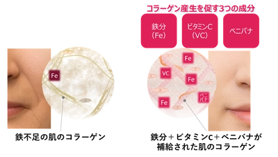 コラーゲンを産生する肌細胞を増やす　鉄分＋ビタミンC＋ベニバナの組み合わせ効果を発見！