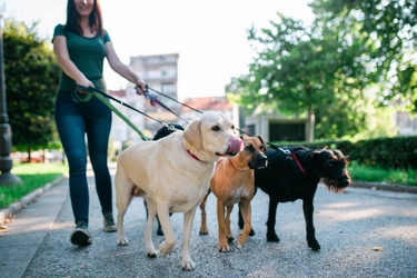 愛犬が散歩を嫌がる！その理由と解決方法とは？