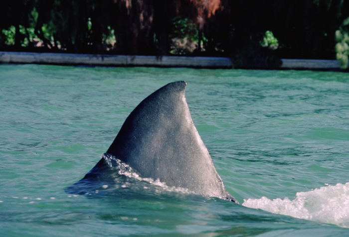 © 1982 Universal City Studios LLC. All Rights Reserved.