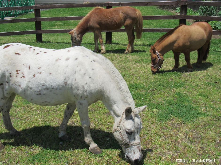 五方山熊野神社のご神馬