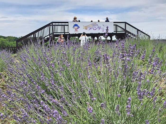 見晴台とラベンダー