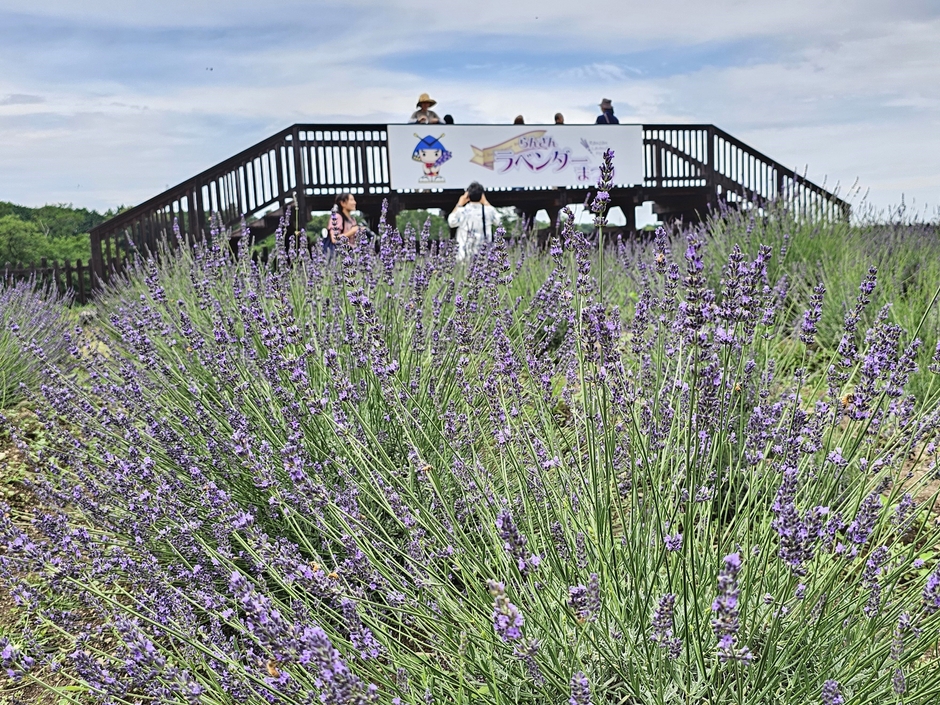 見晴台とラベンダー