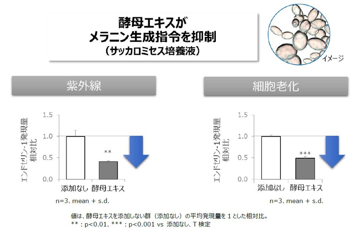 図3　酵母エキスによるメラニン生成指令の抑制