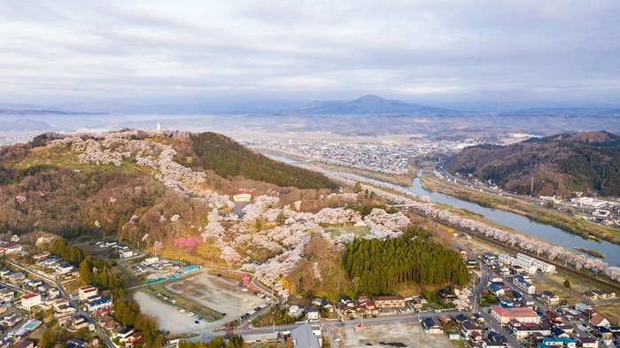 みやぎのさくら CHERRY BLOSSOM IN MIYAGI 2021