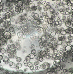 ヒト膵がん患者由来オルガノイドの増殖試験(8日後)　a) InnoCell(R) プレート Nタイプ／地方独立行政法人大阪府立病院機構大阪国際がんセンター 平塚 徹 チームリーダー ご提供