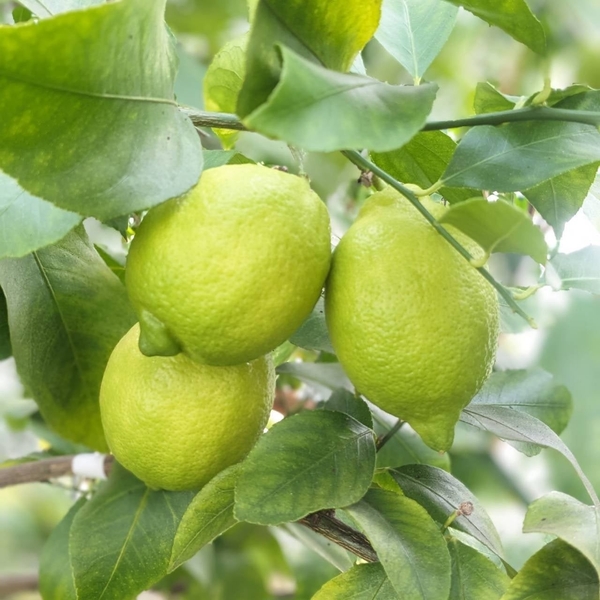 リスボンレモン·璃の香レモン 各500円（税込）