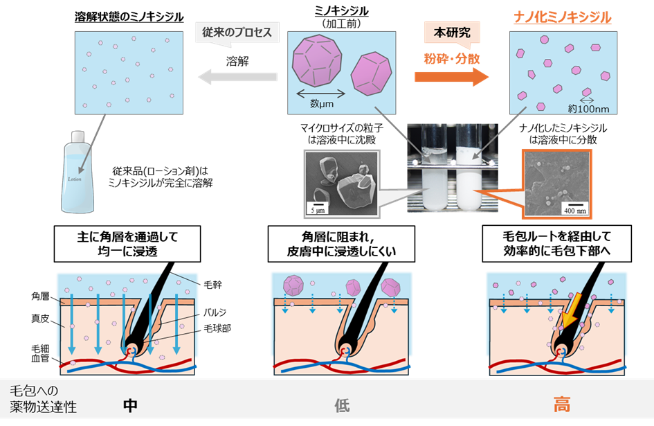ナノ化ミノキシジルによる 早い発毛効果とそのメカニズムを解明