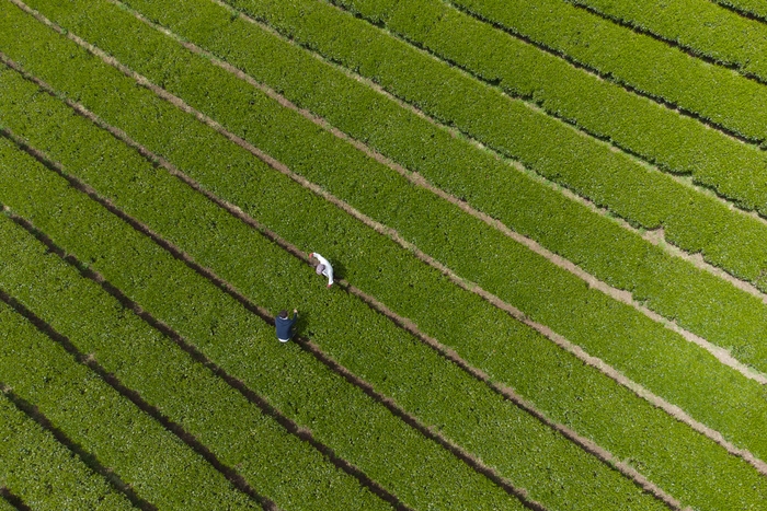 オーガニック環境から