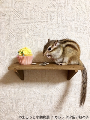 展示作品14