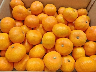 生産者をサポートする産地直送通販サイト「鮮菜」　 新規商品“みかん”“レモン”の取り扱いを開始！