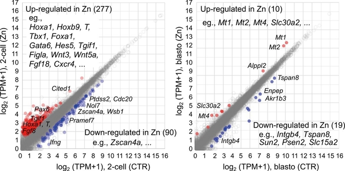 図4 亜鉛に暴露したマウス胚の遺伝子発現変動
