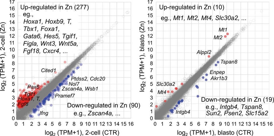 図4 亜鉛に暴露したマウス胚の遺伝子発現変動