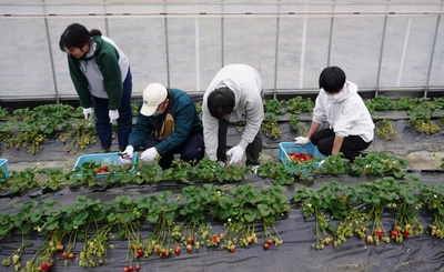 近大農学部生と障がいのある方が協力して「近大ICTイチゴ」を収穫　農業と福祉の連携で、新たな農業人材の育成をめざす