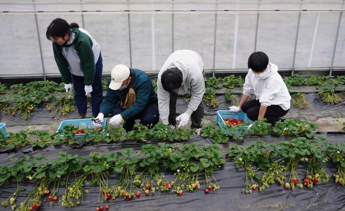 令和7年（2025年）2月、農学部生と障がいがある方がイチゴを収穫する様子