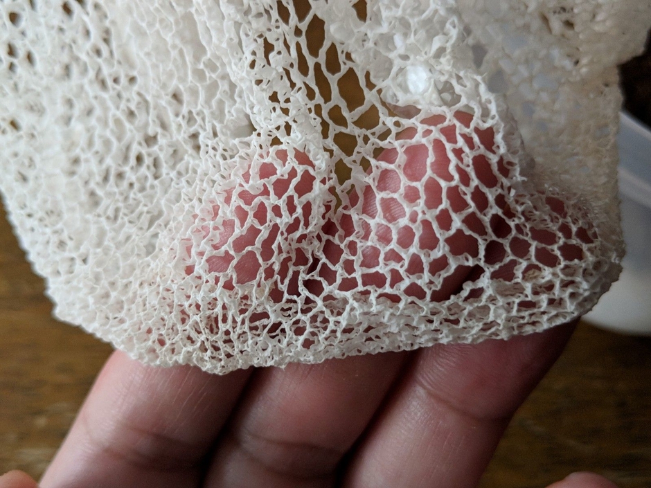 キヌガサタケの魅力的なマント