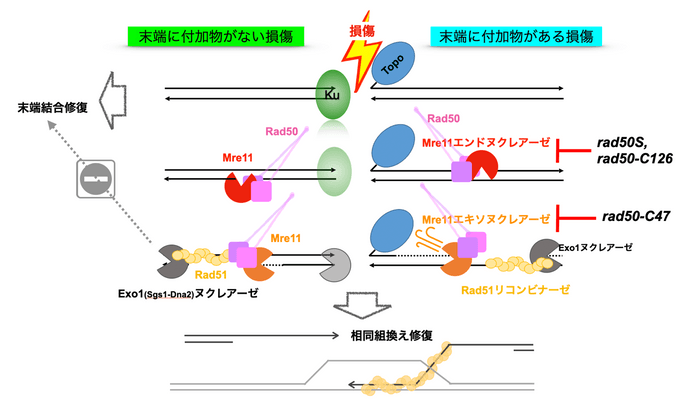 通常の細胞内でDNA断裂の際におこる修復反応（左側：末端に付加物がない損傷）と､エキソヌクレアーゼ活性を持たない変異株で断裂末端に結合したタンパク質を除去できず修復できない反応（右側：末端に付加物がある損傷）のモデル図