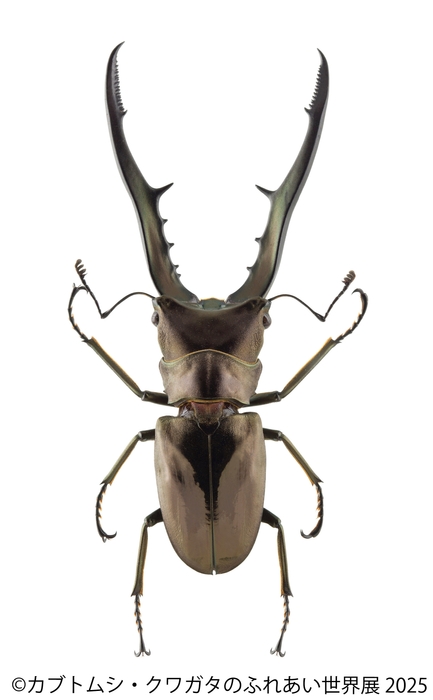 カブトムシ・クワガタのふれあい世界展 展示:メタリフェルホソアカクワガタ