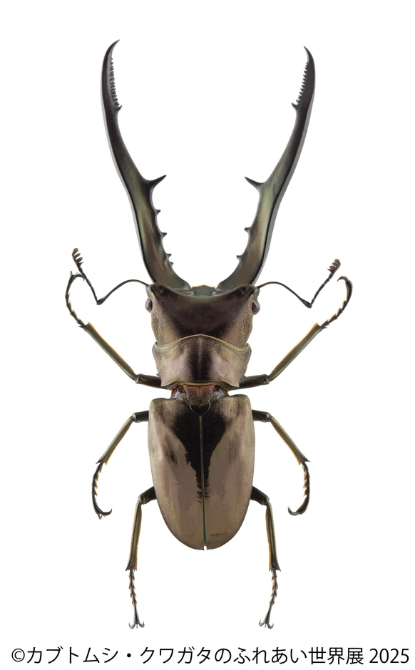 カブトムシ・クワガタのふれあい世界展 展示:メタリフェルホソアカクワガタ