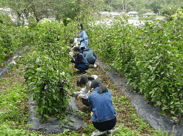 綿花の収穫体験