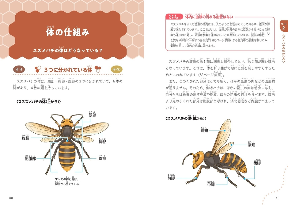 ■Part2　スズメバチの体のひみつ　体の仕組み