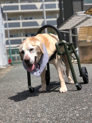 わん・ステップ、犬の車いすイージーオーダーを3月より開始　 ～愛犬の生活の質を向上させる革新的な犬の車いすが誕生～