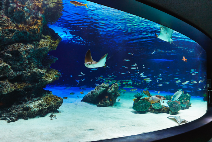 サンシャイン水族館のラグーン水槽