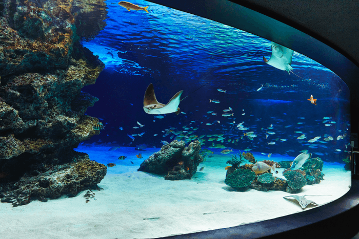 サンシャイン水族館のラグーン水槽