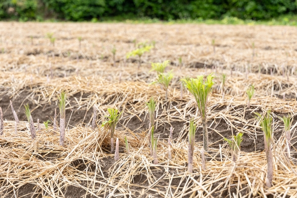 ピンク色の芽が出たこんにゃく芋