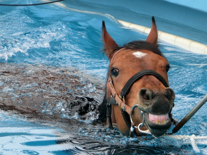 温泉でリハビリをする競走馬