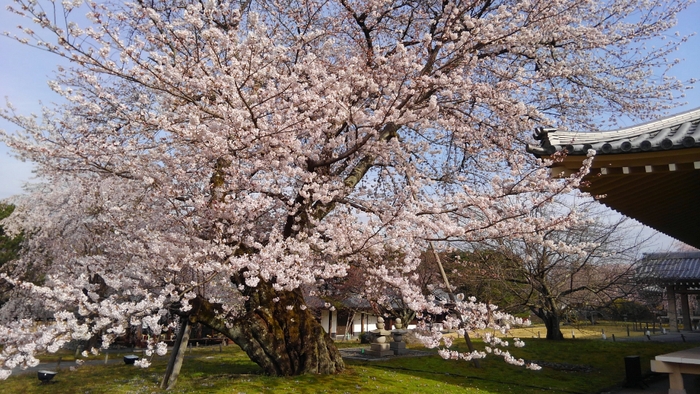 霊宝館桜(6)