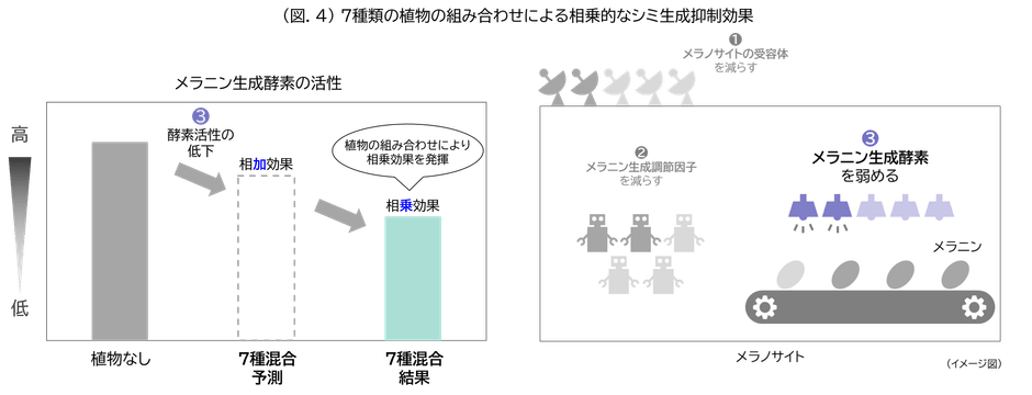 (図.4)7種類の植物の組み合わせによる相乗的なシミ生成抑制効果
