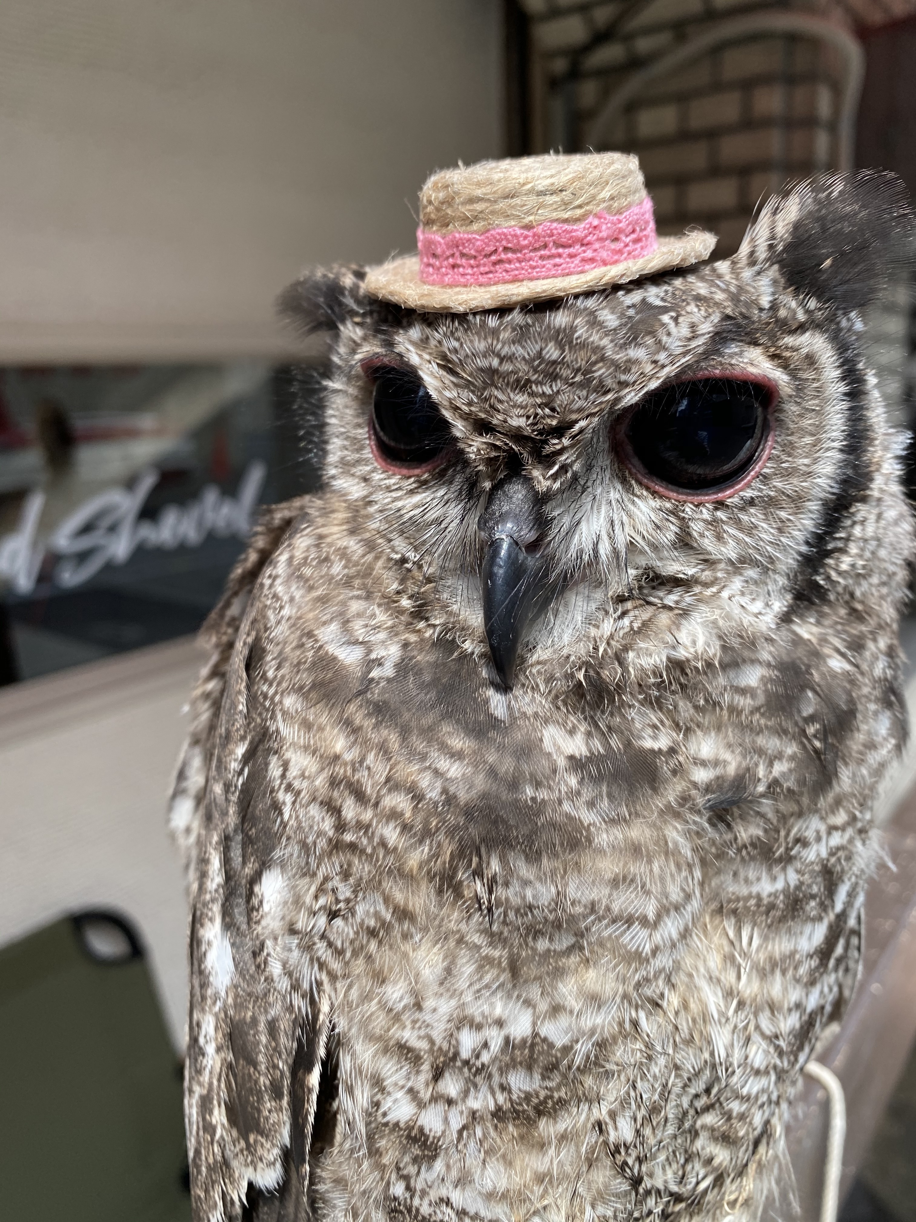 大阪・難波の猛禽類カフェ「ラプターランドシャベル」の 人気No.1を