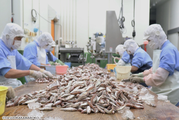 新鮮な魚を手作業で加工