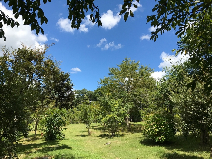 夏　陽ざしの中