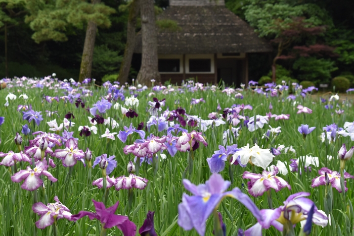 花菖蒲田の様子