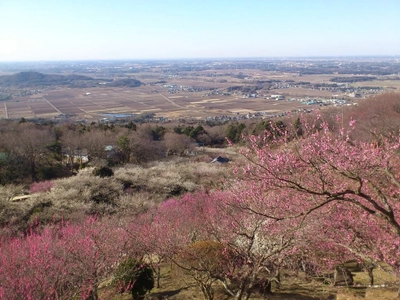 標高250mからの1,000本の梅と関東平野の絶景　 第45回 筑波山梅まつり　 2月14日～3月21日に開催