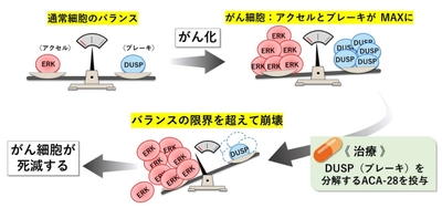 がん細胞の増殖を阻害する化合物「ACA-28」の仕組みを解明　副作用の少ないがん治療薬の開発に期待