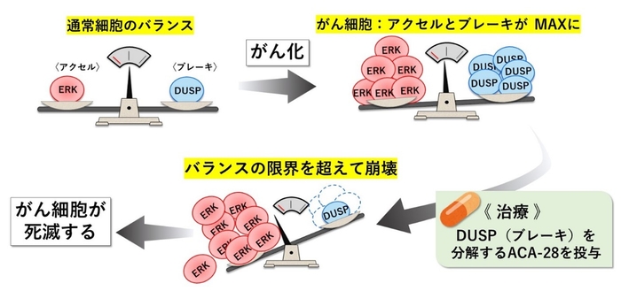 がん細胞のブレーキを標的にした化合物ACA-28