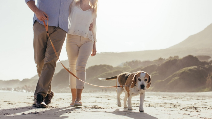 シニア犬はどのくらいのお散歩が必要なのでしょうか？