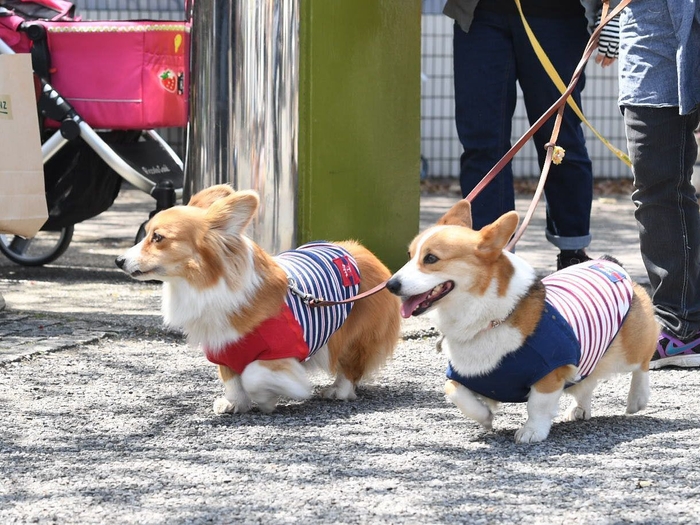 犬種別オフ会パレード