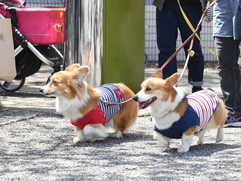 犬種別オフ会パレード