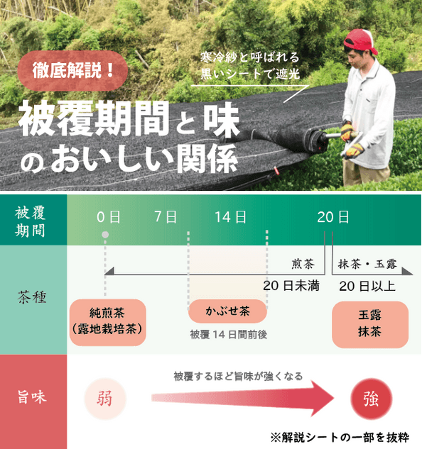 学んで楽しい、解説シート付き