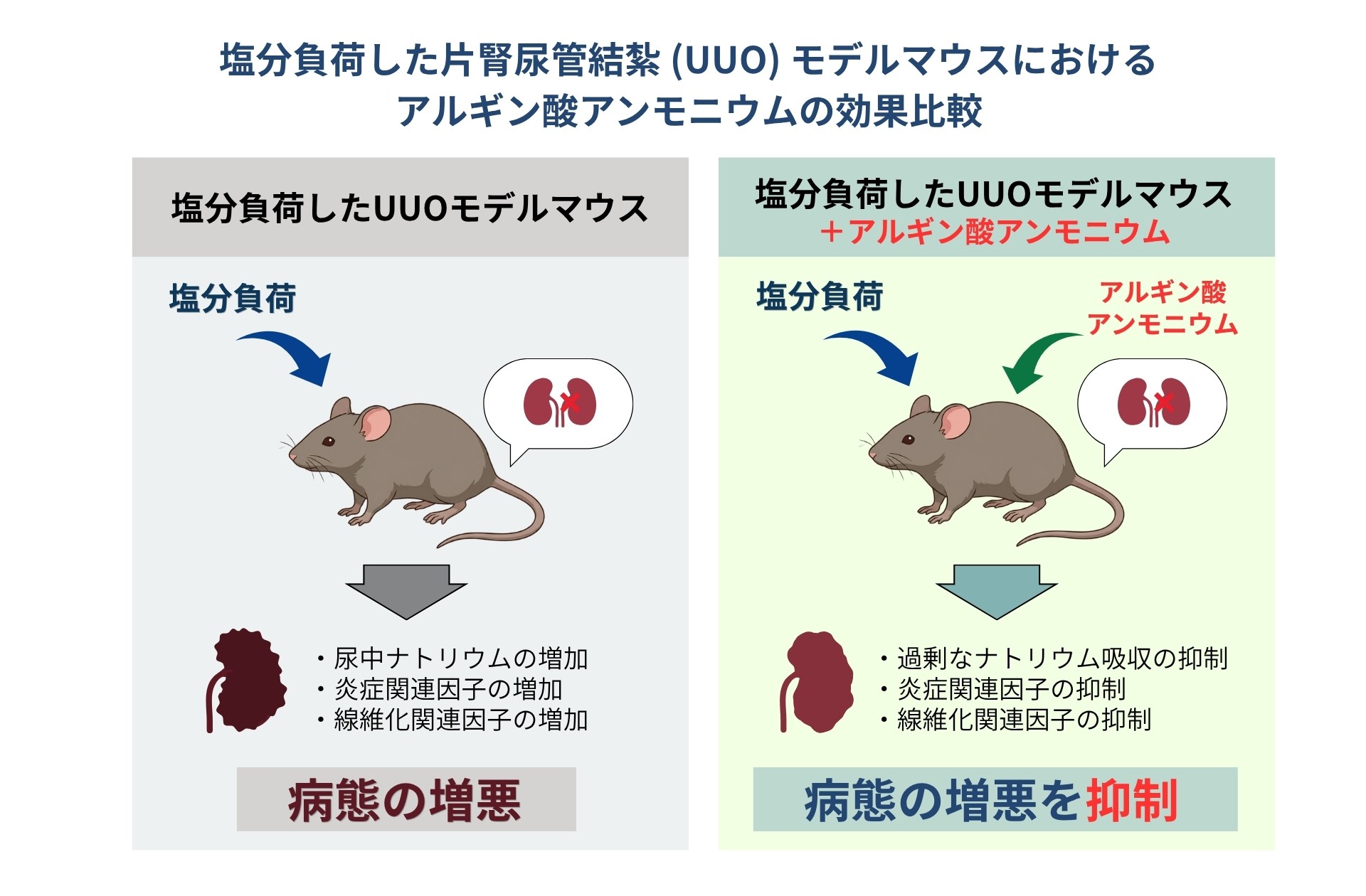 トイメディカル、熊本大学との共同研究で海藻由来成分「アルギン酸アンモニウム」が、塩分の過剰摂取による腎臓の炎症・線維化を抑制する可能性を実証