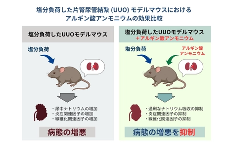 トイメディカル、熊本大学との共同研究で海藻由来成分「アルギン酸アンモニウム」が、塩分の過剰摂取による腎臓の炎症・線維化を抑制する可能性を実証