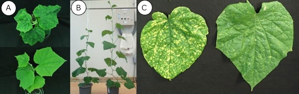 ベゴモウイルスに感染しても、抵抗性を持つキュウリでは病徴がほとんど見られない　（A）上：感受性、下：抵抗性キュウリ、（B）左：感受性、右：抵抗性キュウリ、（C）左：感受性、右：抵抗性キュウリ