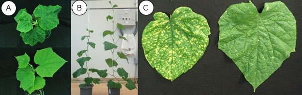 ベゴモウイルスに感染しても、抵抗性を持つキュウリでは病徴がほとんど見られない (A)上:感受性、下:抵抗性キュウリ、(B)左:感受性、右:抵抗性キュウリ、(C)左:感受性、右:抵抗性キュウリ