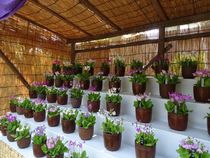 サクラソウの展示(平成31年撮影)