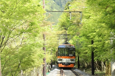 ～ もみじのトンネルを抜けて清涼感たっぷりの貴船・鞍馬へ ～
「青もみじ新緑の徐行運転」を実施します
