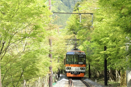 ～ もみじのトンネルを抜けて清涼感たっぷりの貴船・鞍馬へ ～
「青もみじ新緑の徐行運転」を実施します
